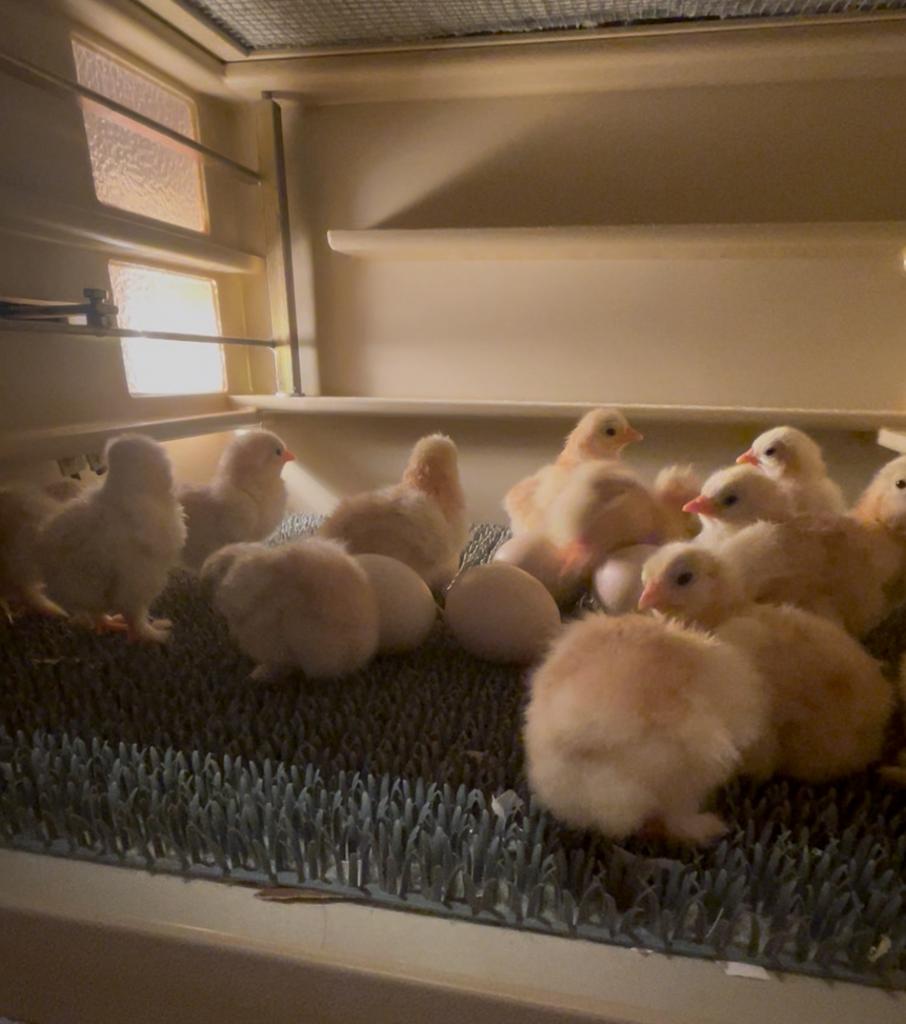 Cochin kriel kuikens (rood wit gepareld), Dieren en Toebehoren, Geslacht onbekend, Kip