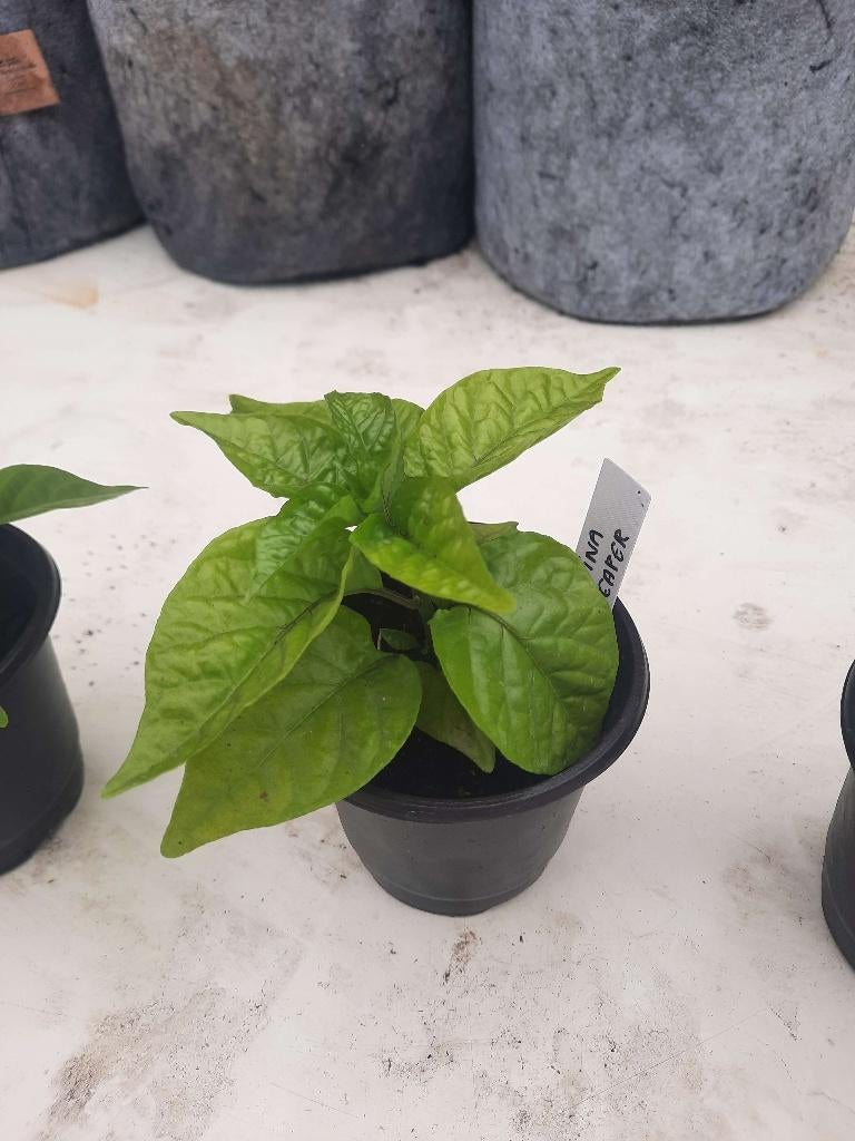 Carolina Reaper peper plant, Tuin en Terras, Ophalen