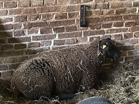 zwart ooilam, Plusieurs animaux, Mouton, 0 à 2 ans