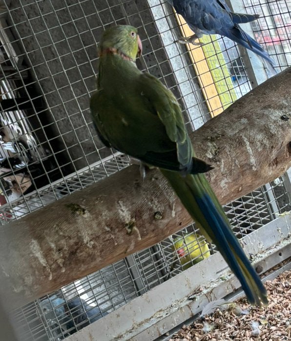 Halsbandparkiet, Dieren en Toebehoren, Vogels | Parkieten en Papegaaien, Parkiet, Geringd