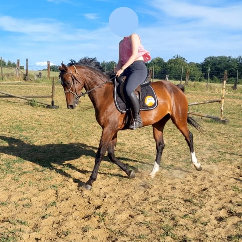 Prachtig paardje count on me z zangersheide, Z, Avec pedigree, 160 à 165 cm, Cheval de saut