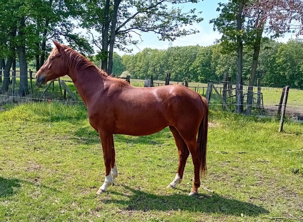 3 jarige dressuurmerrie, Dieren en Toebehoren, Paarden, Merrie, Met stamboom, Dressuurpaard, 3 tot 6 jaar