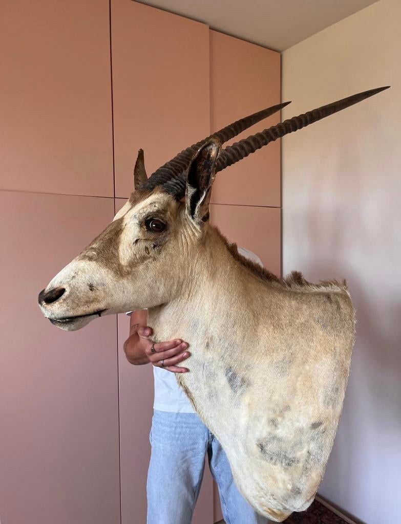 Roan Antilope opgezet taxidermie, Collections, Collections Animaux, Enlèvement, Utilisé, Autres, Bois ou Tête