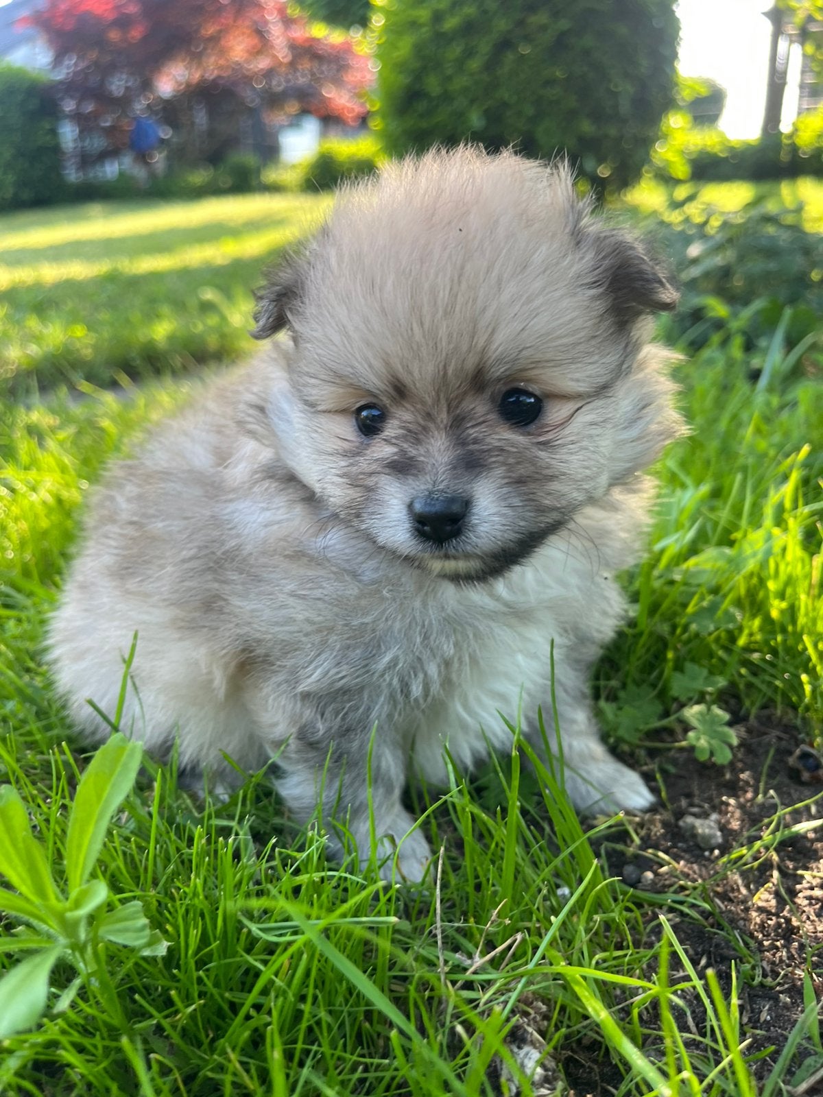 Schattige pups tekoop - kruising keeshond en dwergpomeriaan, België, Particulier, 8 tot 15 weken, Dwerg