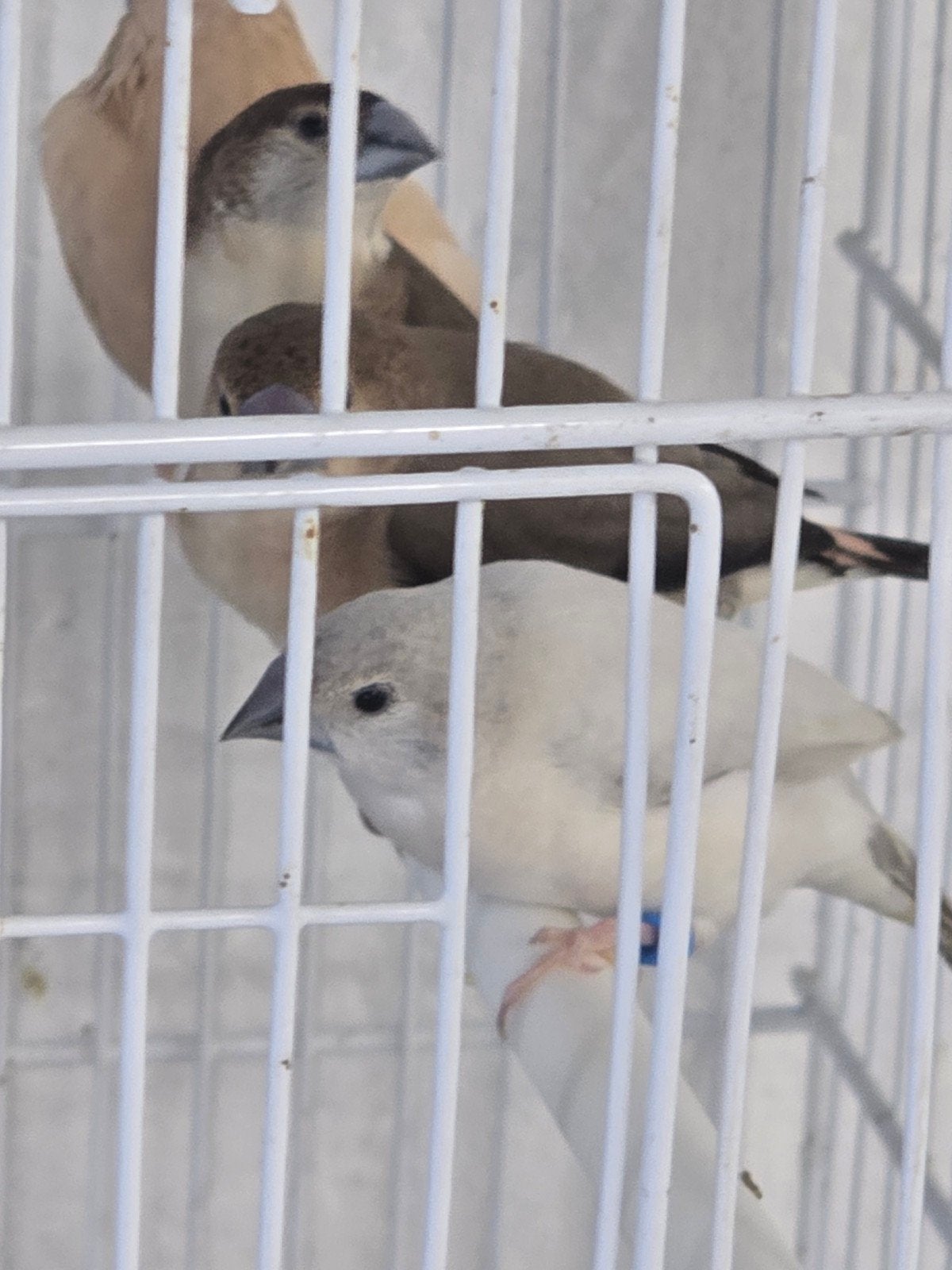 loodbekjes in diverse kleuren

Vraagprijs is,
wild, Dieren en Toebehoren, Meerdere dieren, Tropenvogel, Geringd