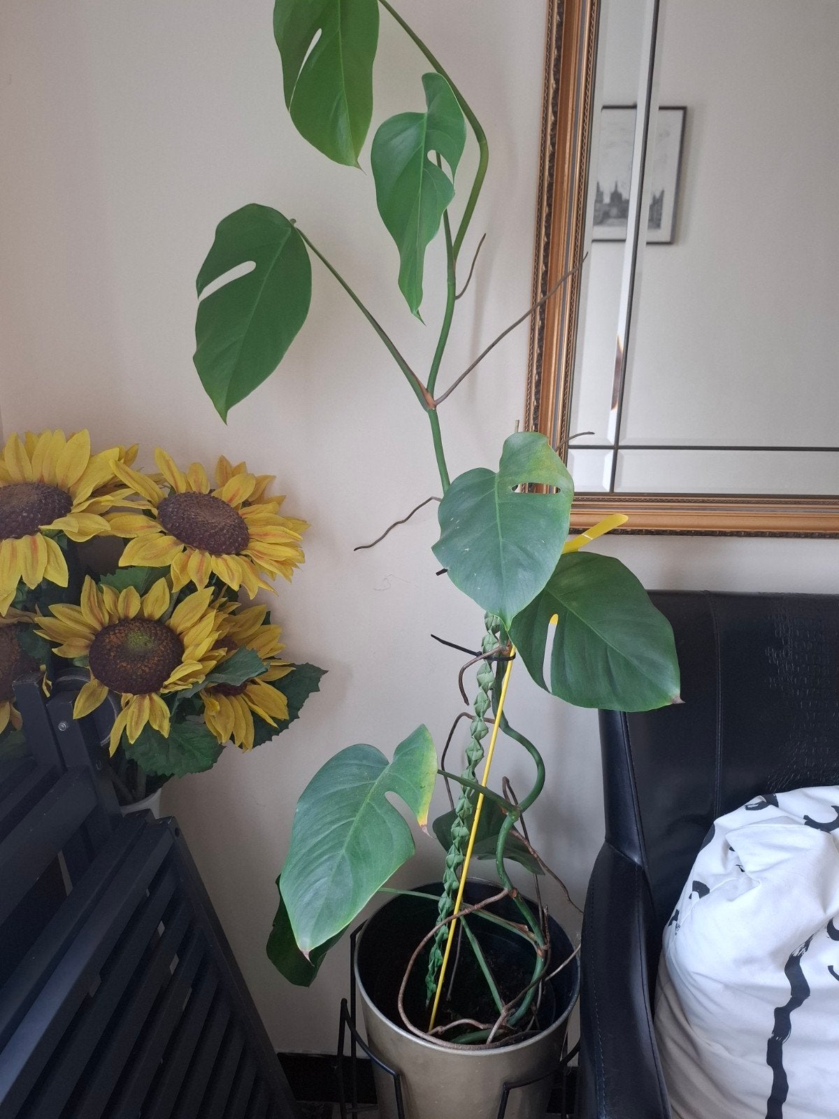 Monstera plant 5 euro. staander niet inbegrepen, Ophalen