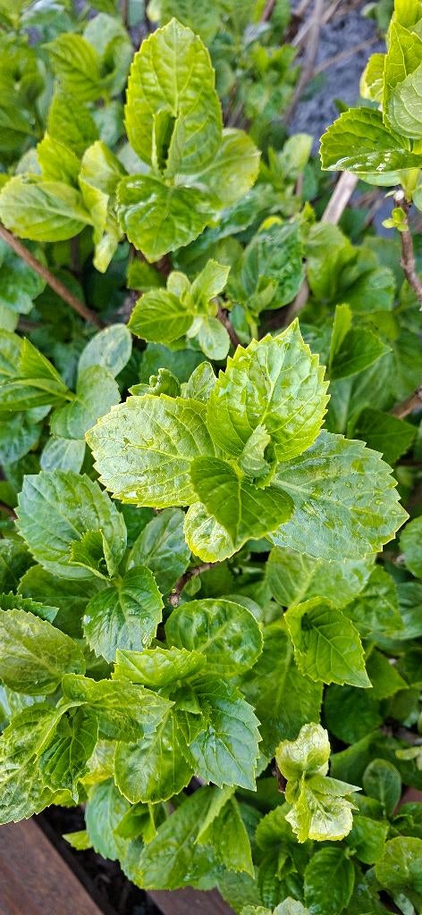 Hortensia's in grote bloembakken., Tuin en Terras, Vaste plant, Halfschaduw, Zomer, Ophalen