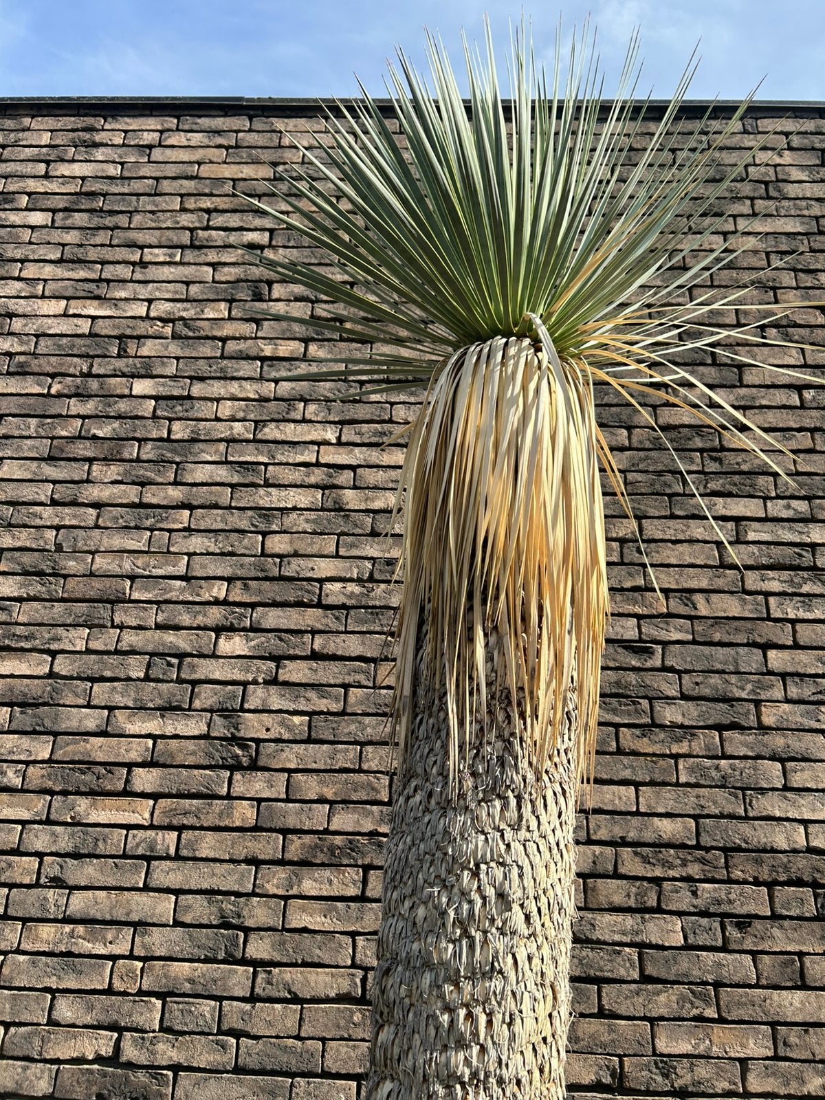 Yucca rostrata, Ophalen