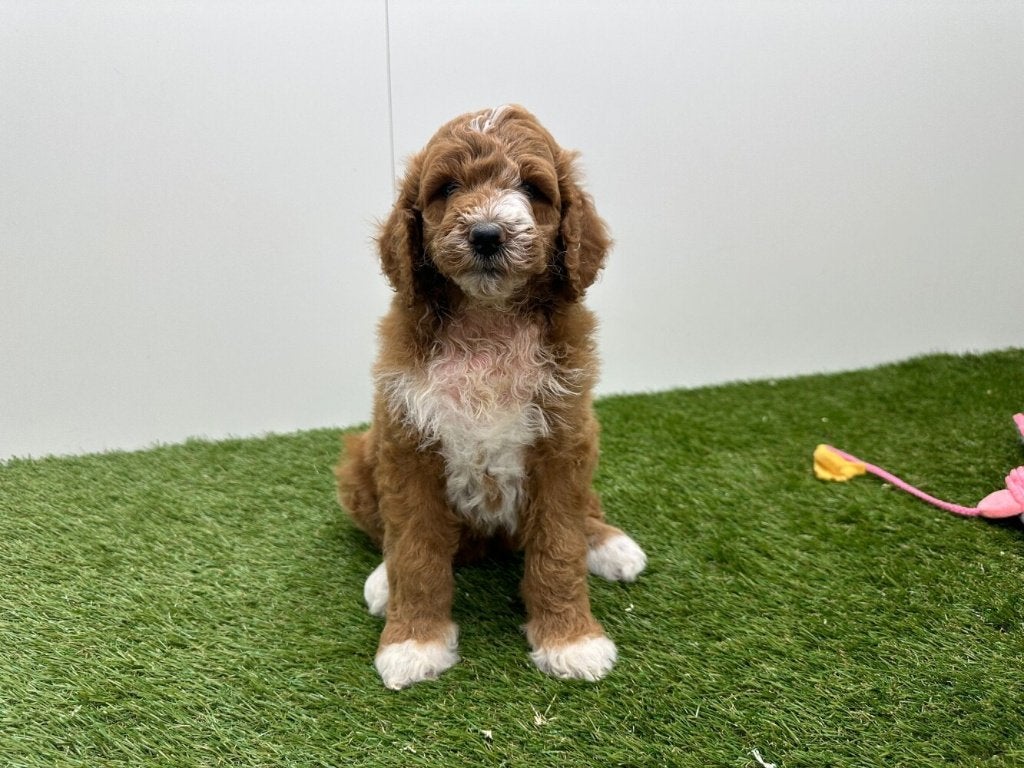 Nestje Koningspoedel pups, Poedel, Parvo, België, 8 tot 15 weken