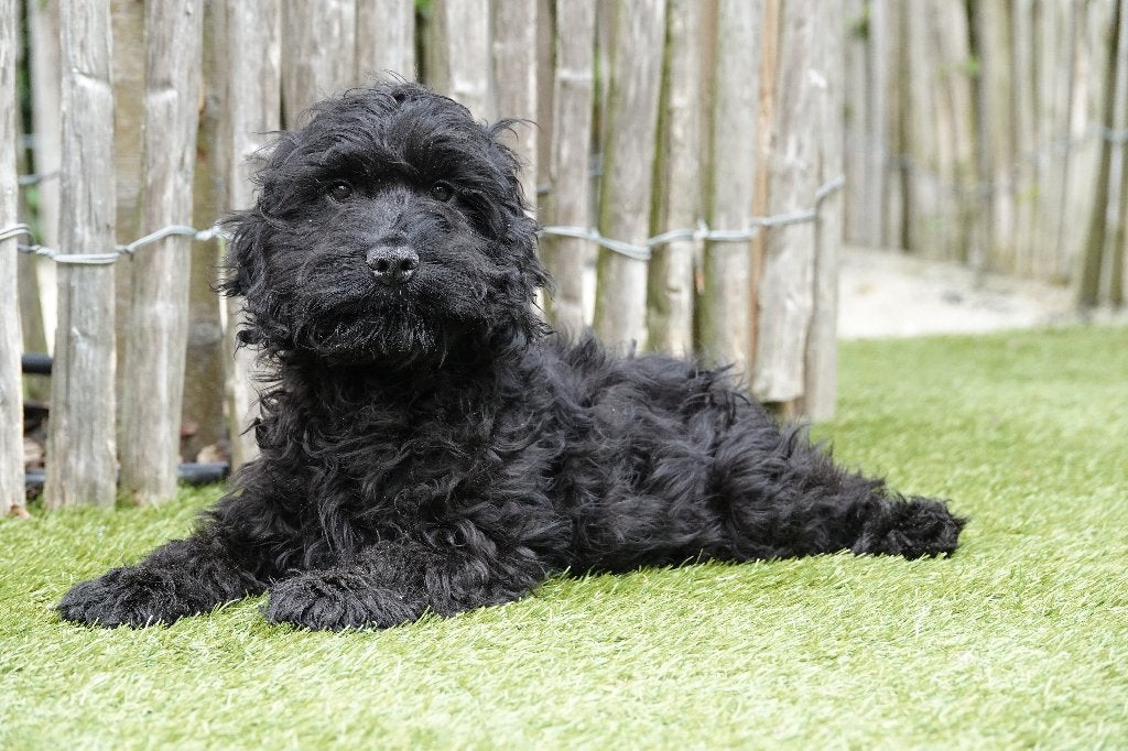 Zwarte Cockapoo pups, geteste ouders, Parvo, België, 8 tot 15 weken, Meerdere