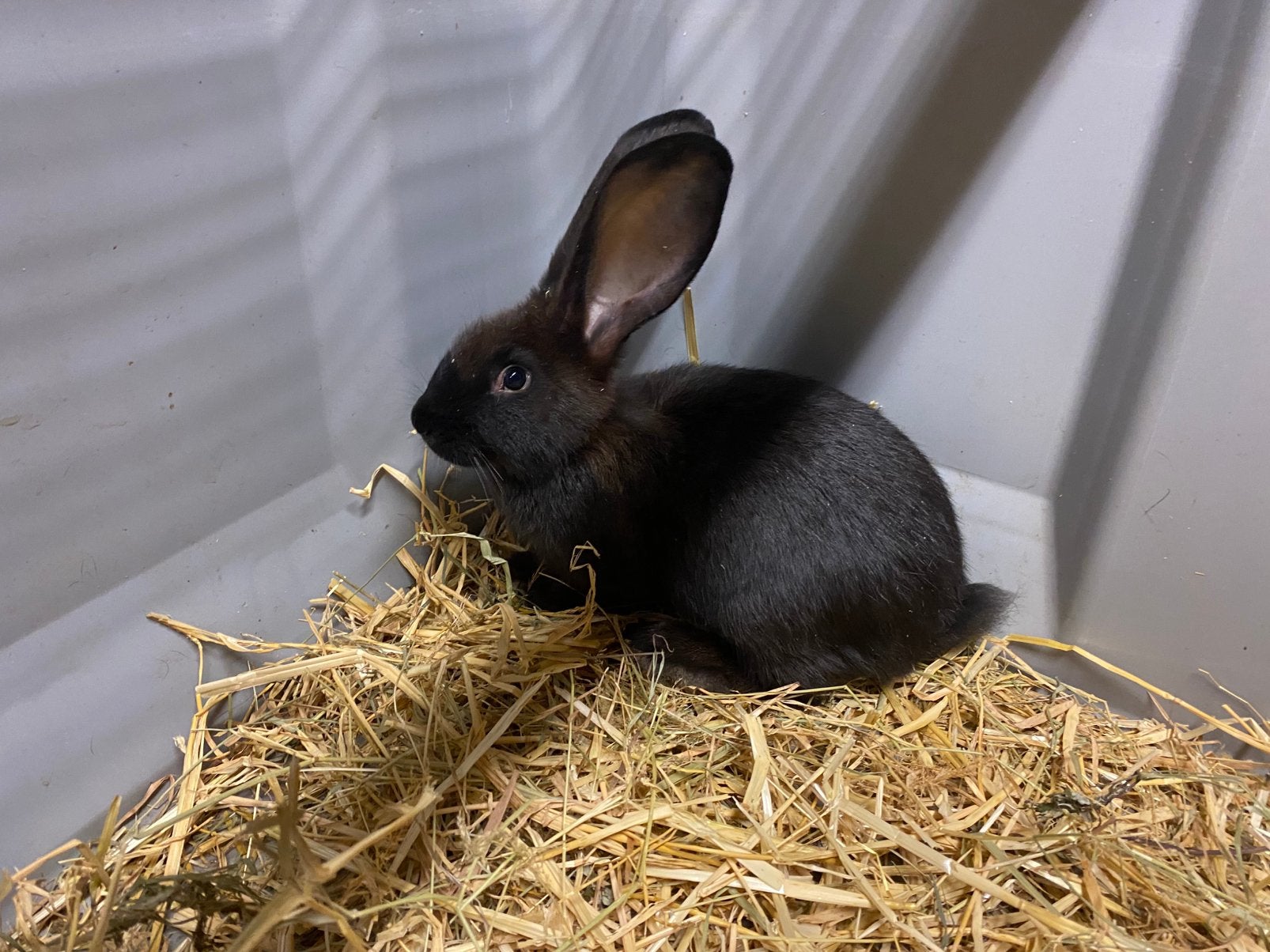 Konijn, Dieren en Toebehoren, Konijnen
