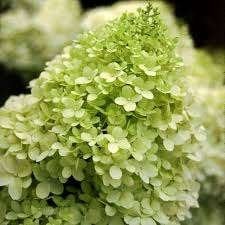 Hydrangea Limelight, Tuin en Terras, Ophalen, Halfschaduw