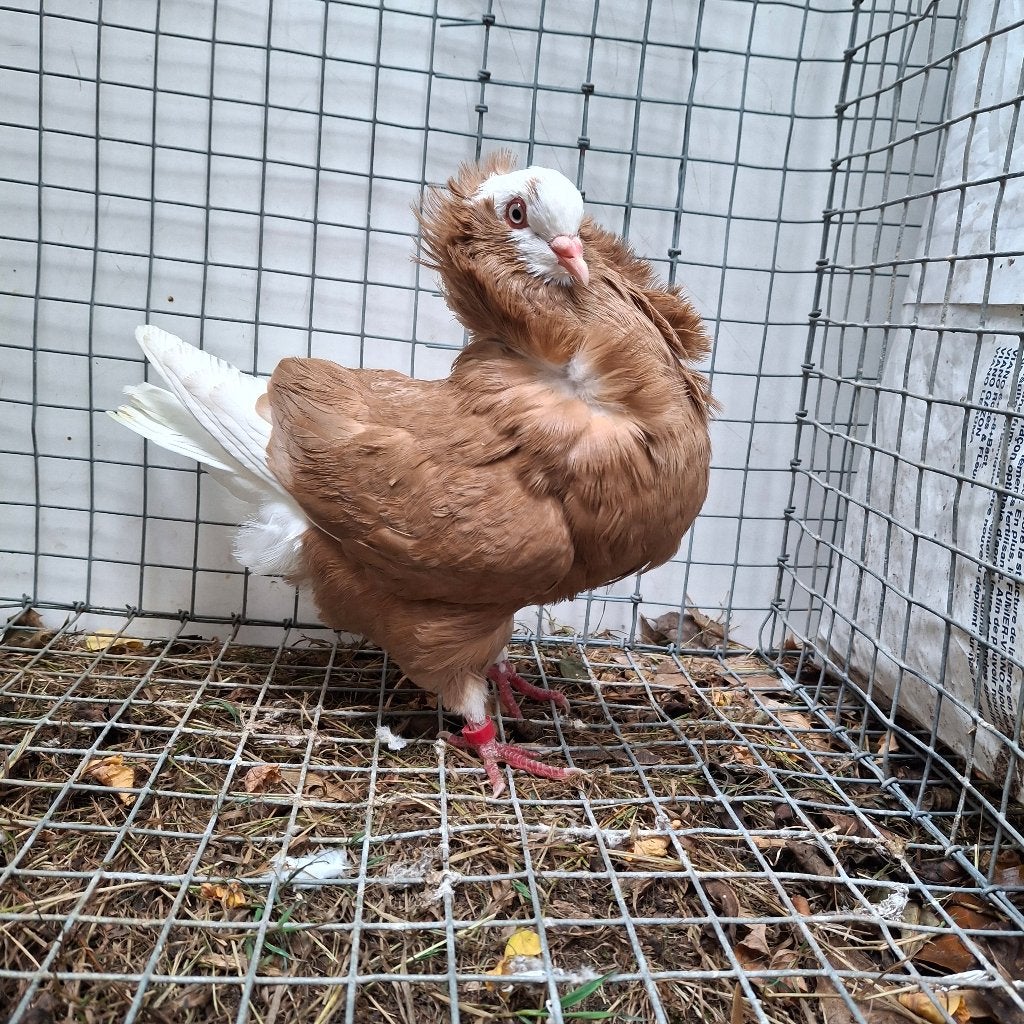 Sierduif, Overige soorten
