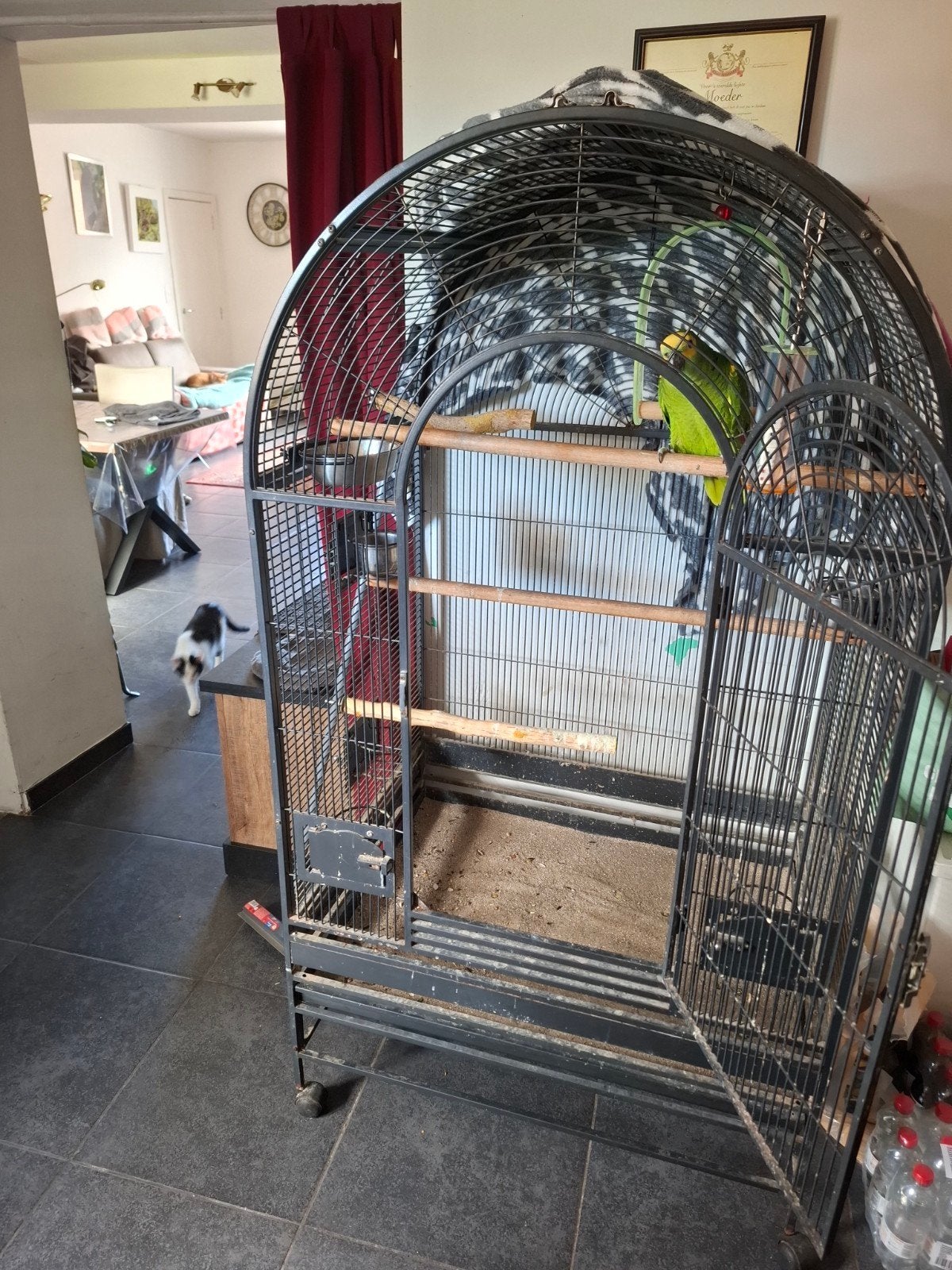 Perroquet amazonien, Animaux & Accessoires, Oiseaux | Perruches & Perroquets, Domestique