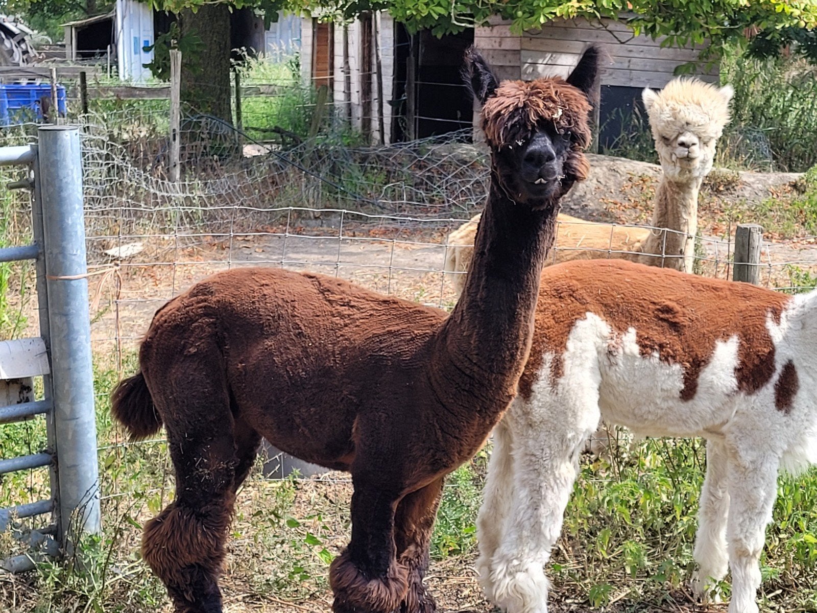 alpaca hengst, Dieren en Toebehoren, April, Mannelijk
