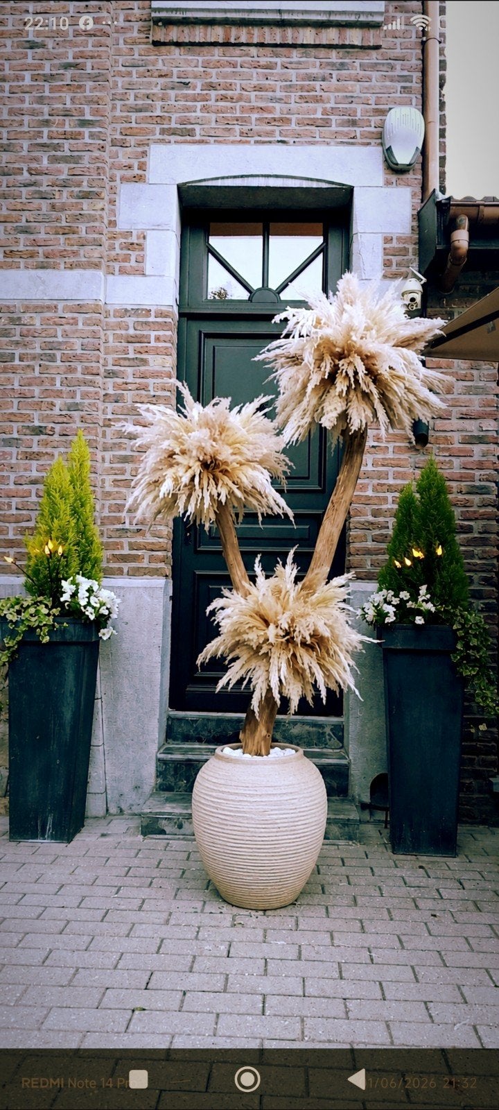 Echte pampa's, boompampa's en hout 2 m 30, Ophalen of Verzenden