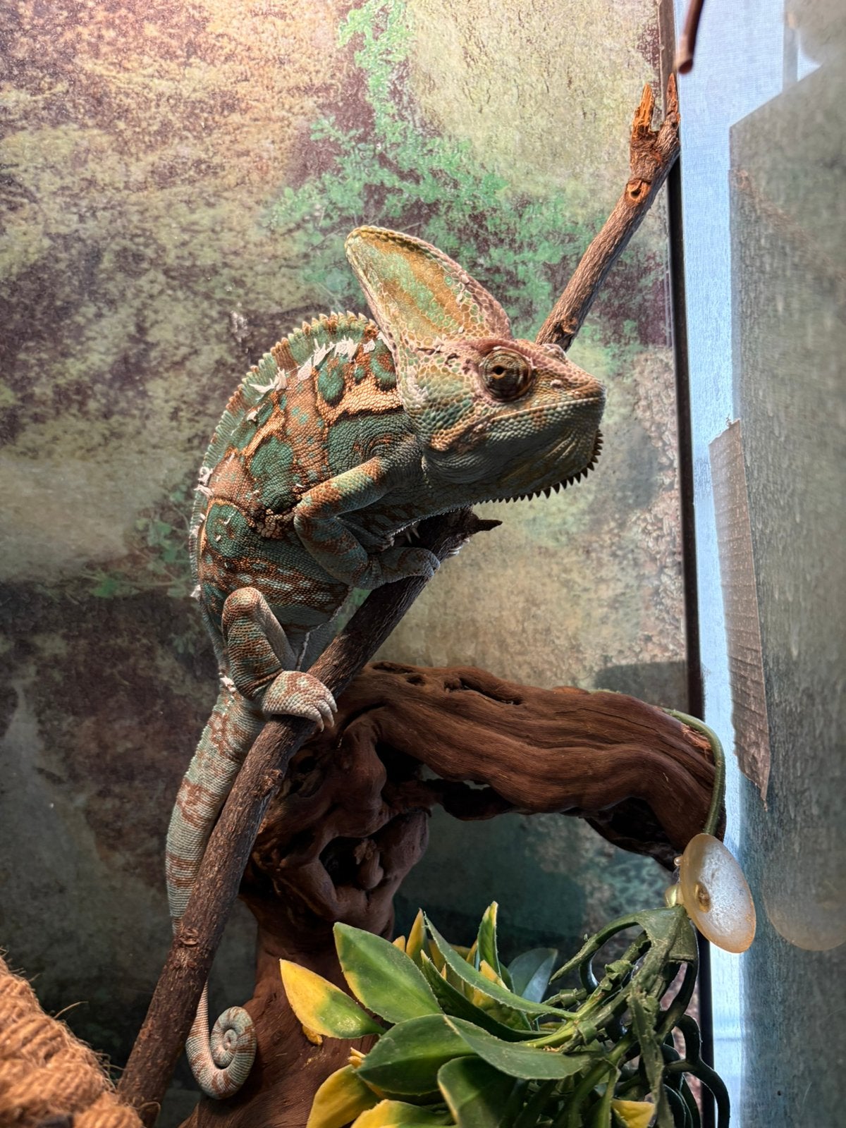 Kameleon, Dieren en Toebehoren, Reptielen en Amfibieën