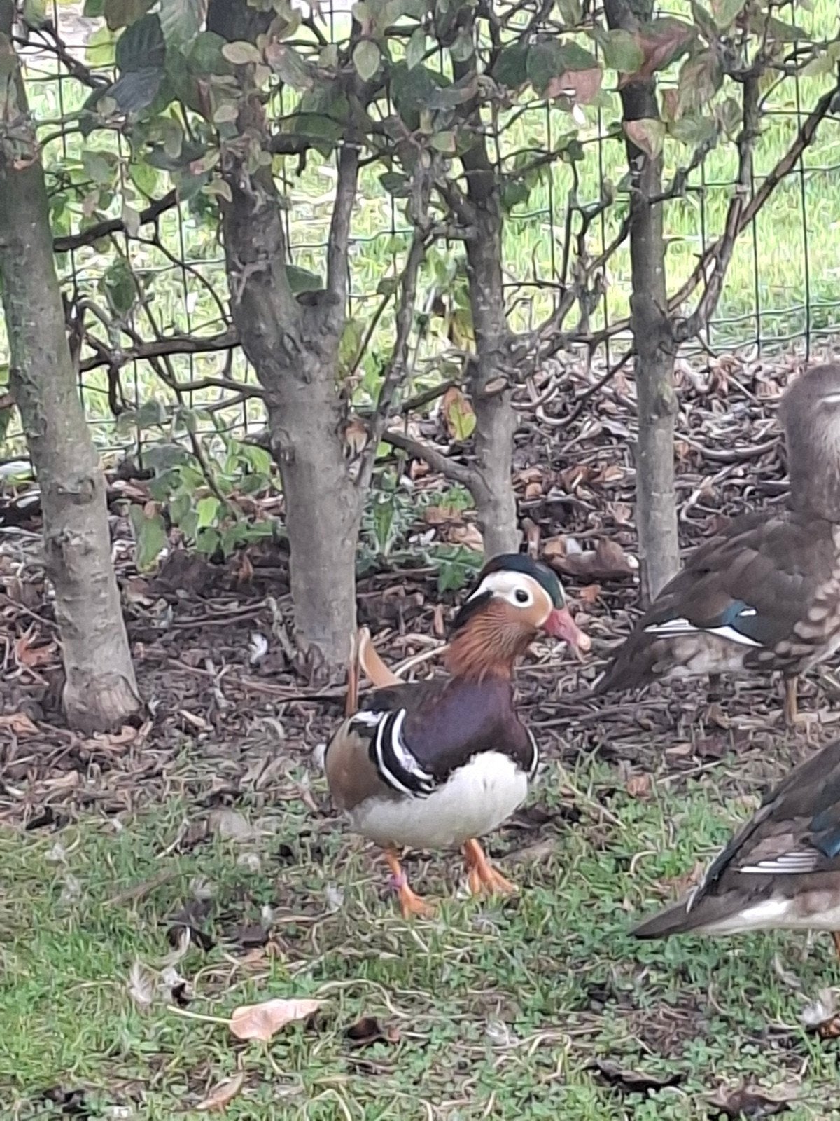 2 mannelijke mandarijneenden, Dieren en Toebehoren
