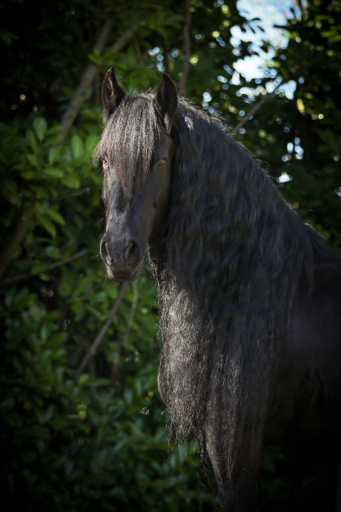 Bijzonder mooie Friese stermerrie met weelderige lange manen, Cheval de dressage, 11 ans ou plus, Avec pedigree, L