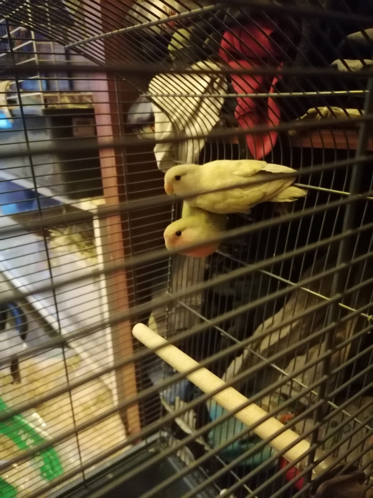 Dwergpapegaai koppel, Animaux & Accessoires, Oiseaux | Canaris