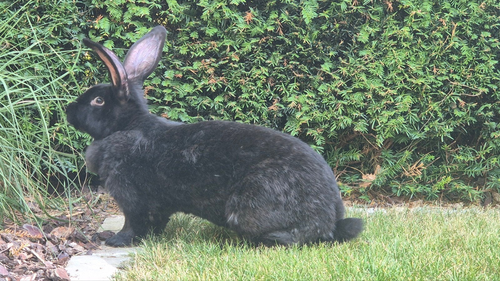 Reuzevlinder voedster, Dieren en Toebehoren