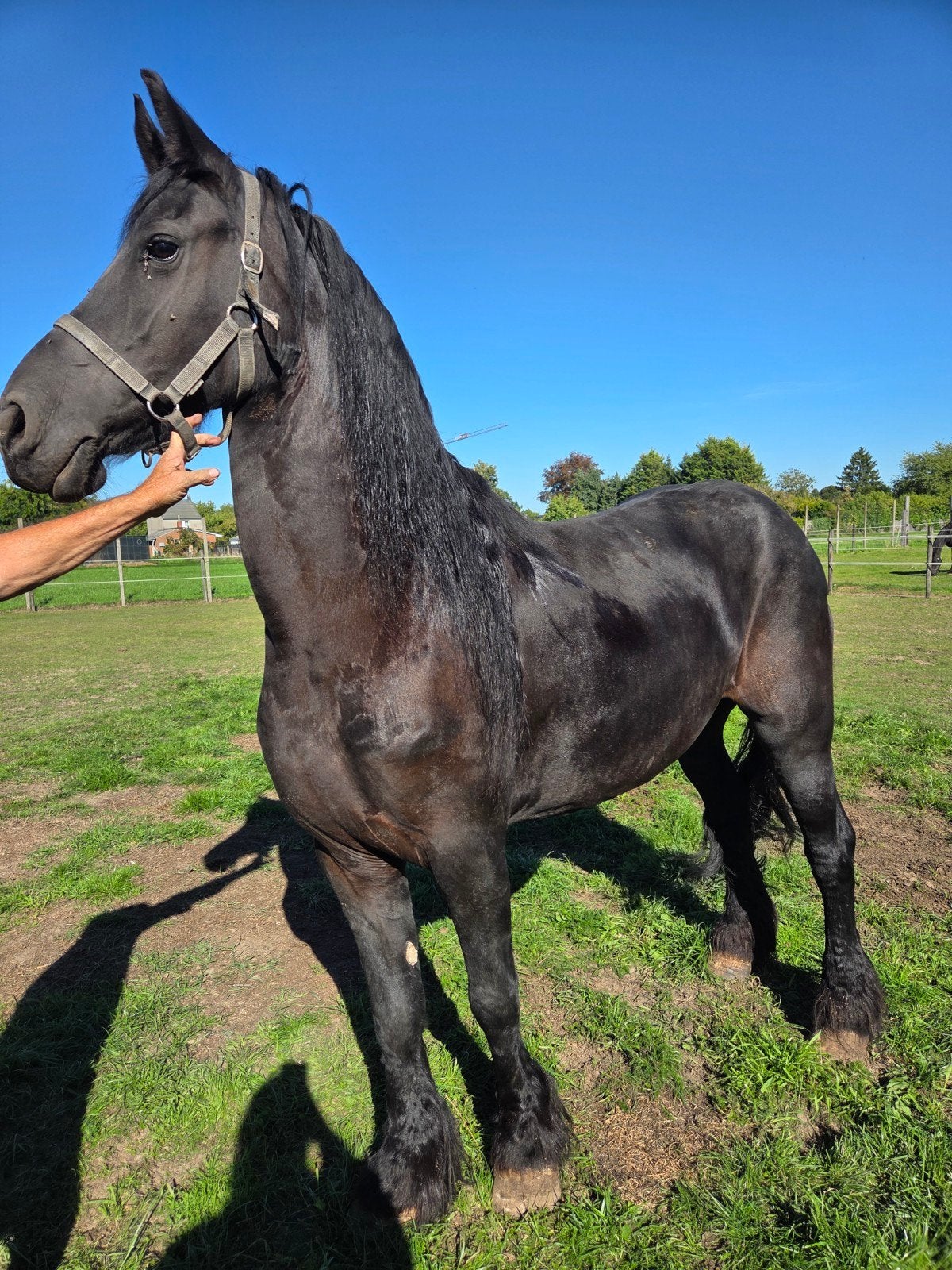 friese merrie, Dieren en Toebehoren, Merrie, Met stamboom, 7 tot 10 jaar, 160 tot 165 cm