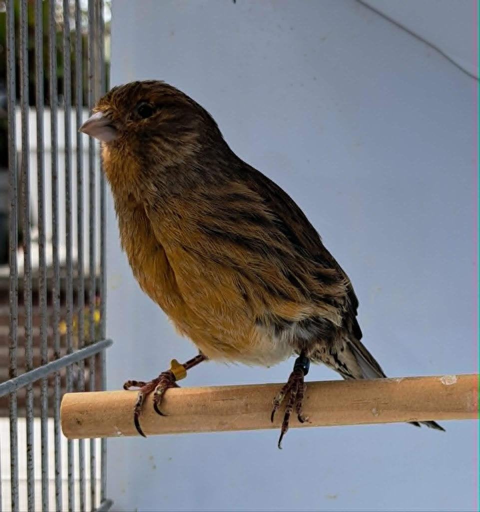 Kanarie, Dieren en Toebehoren, Vogels | Kanaries, Meerdere dieren, Kleurkanarie