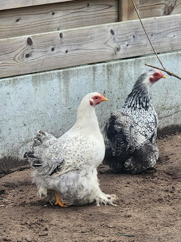 Cochinkrielen, Dieren en Toebehoren, Pluimvee