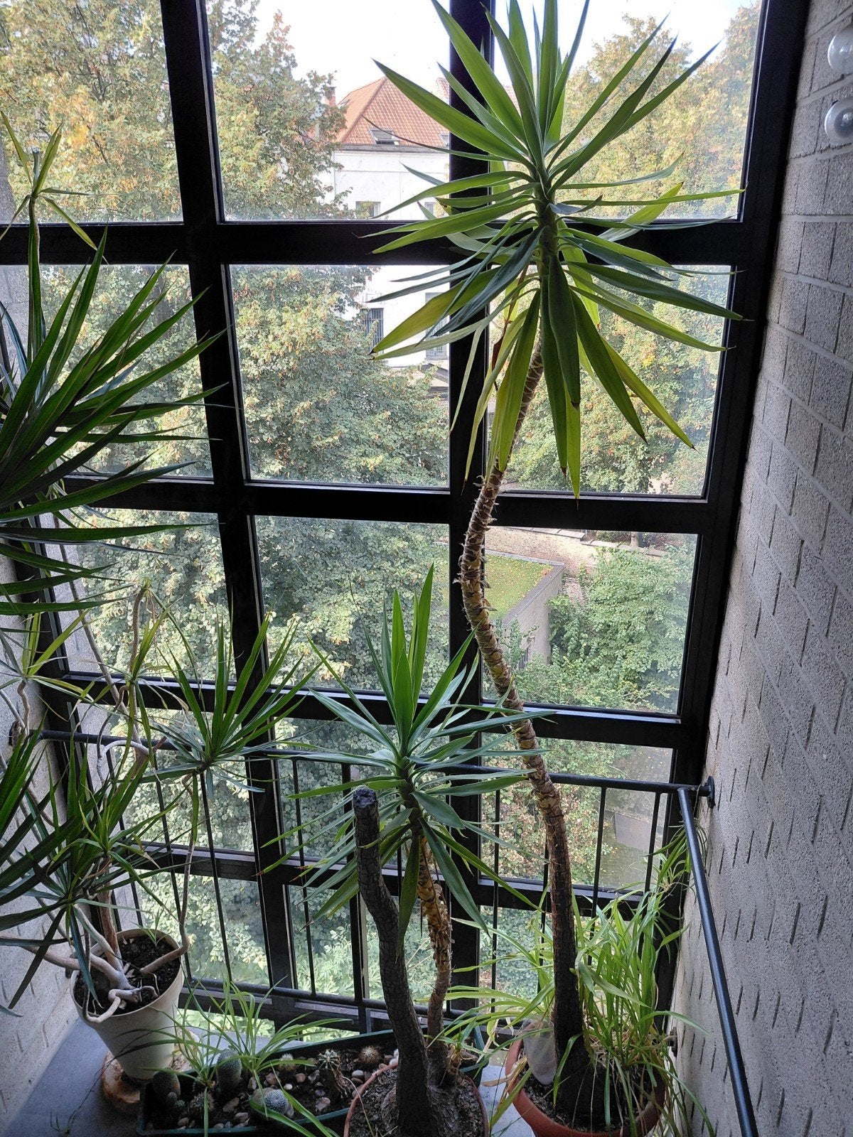 gratis kamerplanten (yuca), Ophalen