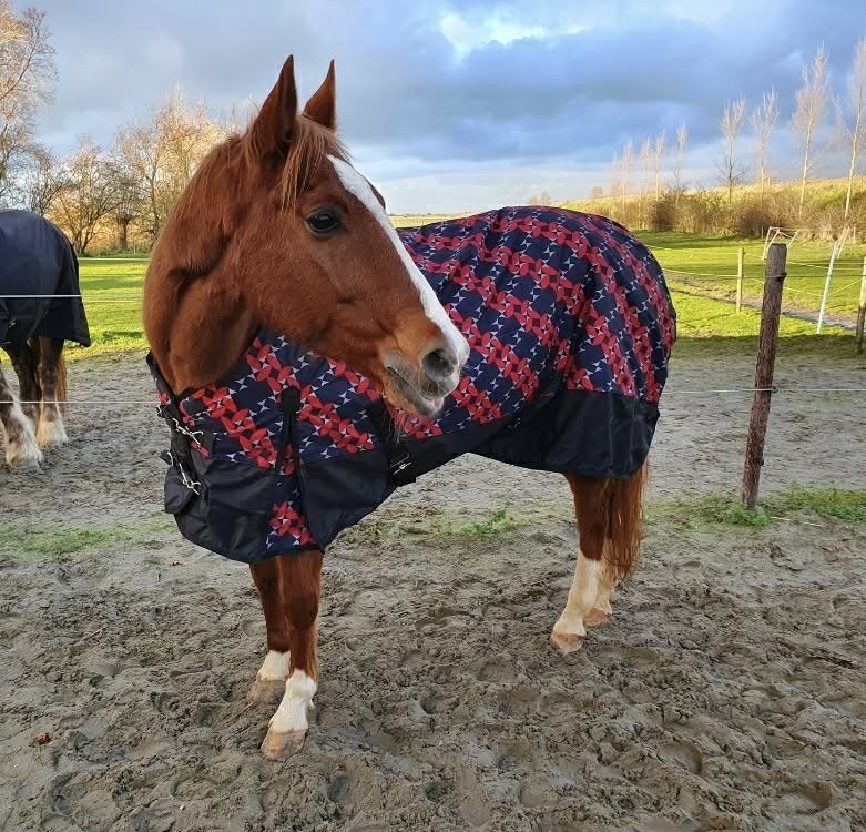Bomproef kinder pony quarter merrie, Dieren en Toebehoren, Pony's, Met stamboom, 11 jaar of ouder, Westernpony, Merrie