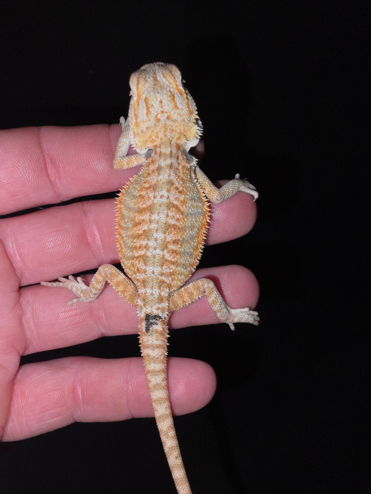 magnifique monstre rouge unique à 25 %, 100 % l'homme-dragon, Lézard, Domestique, 0 à 2 ans