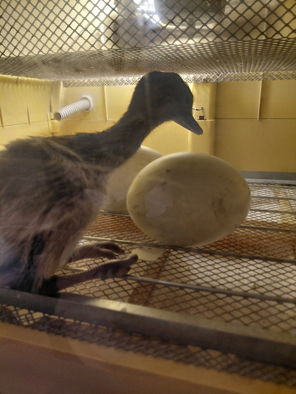 Nandoe, Dieren en Toebehoren, Pluimvee