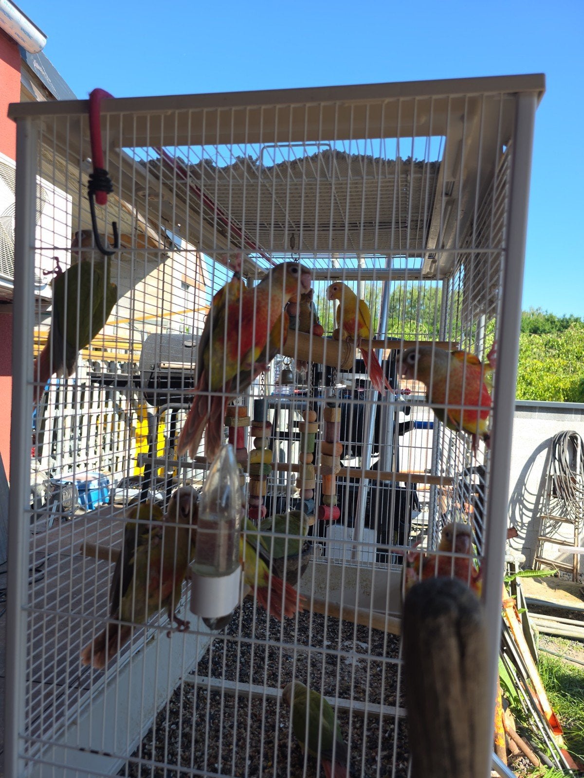 Conure eam, Animaux & Accessoires