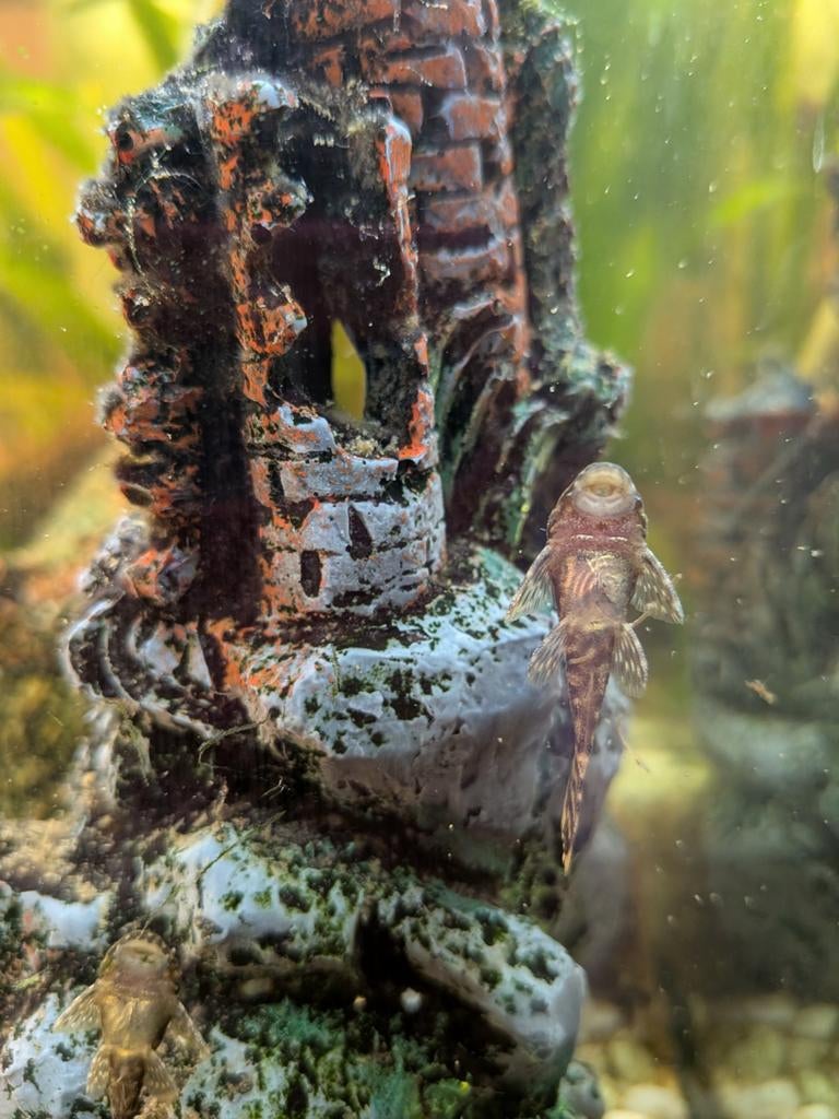 Jonge Ancistrus