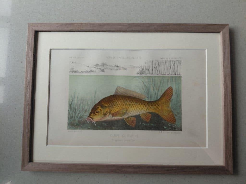 Antieke Vissenprenten (1868) – H. de La Blanchère, Antiek en Kunst, Ophalen, Ingelijst, Lithografie, Dieren en Natuur