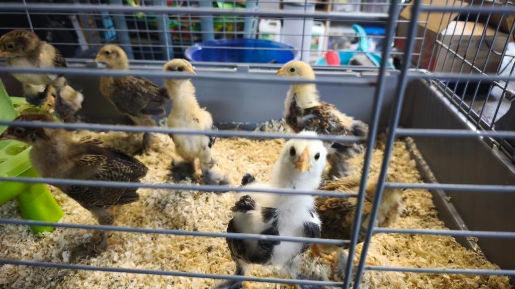 Brahma Patrijskuiken, Dieren en Toebehoren, Pluimvee, Geslacht onbekend, Kip