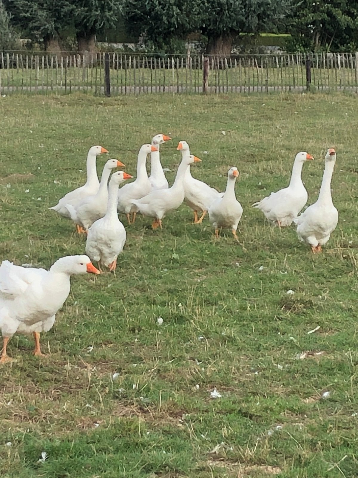 Witte boerenganzen, Dieren en Toebehoren, Geslacht onbekend, Gans of Zwaan