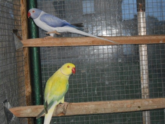 gezocht halsbanden overgoten, Plusieurs animaux, Perruche, Bagué