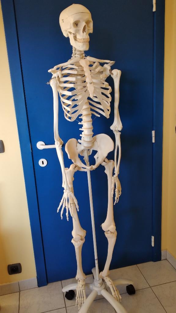 Anatomie du squelette, Enlèvement, Comme neuf