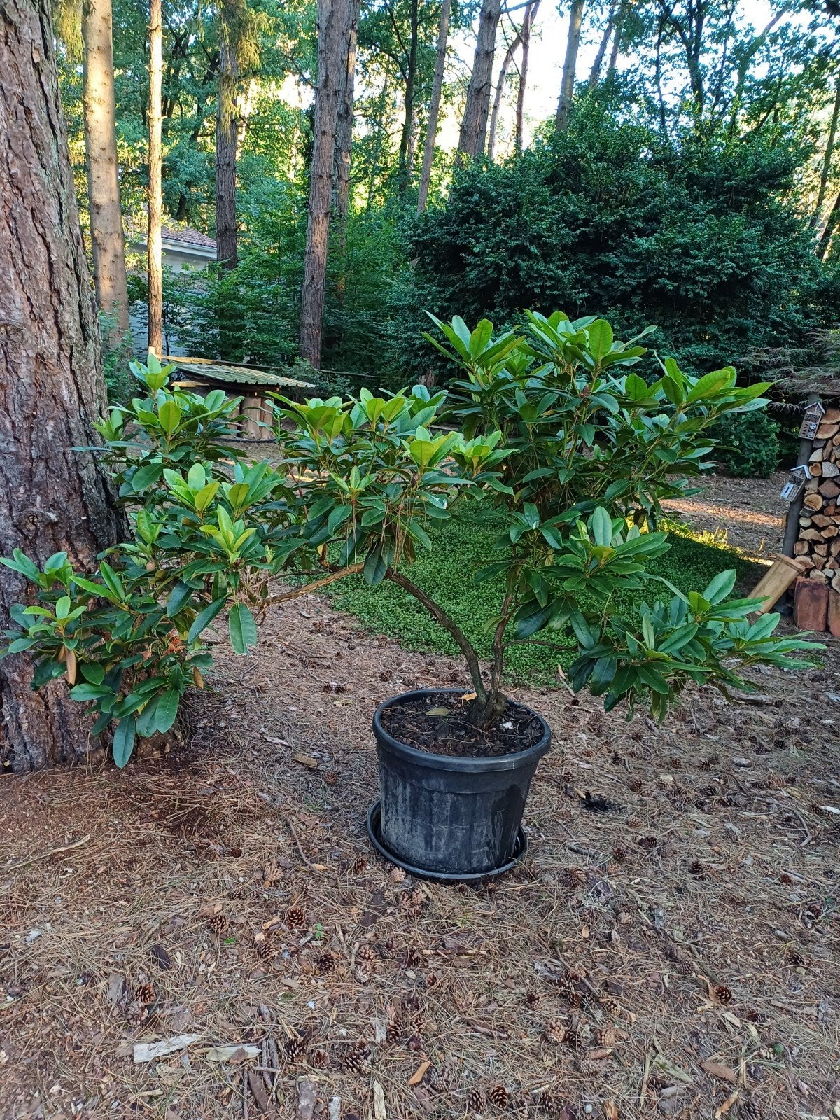 rhododendron in pot, Tuin en Terras, Planten | Struiken en Hagen, Ophalen, Rhododendron