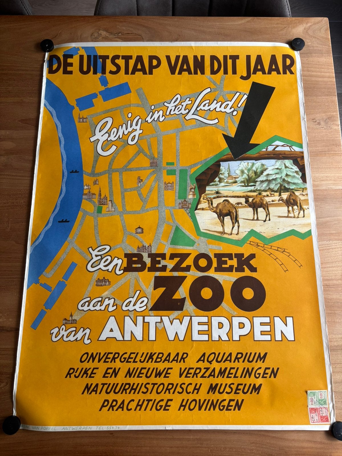 Affiche Zoo Van Antwerpen, Verzamelen, Posters, Ophalen, Zo goed als nieuw