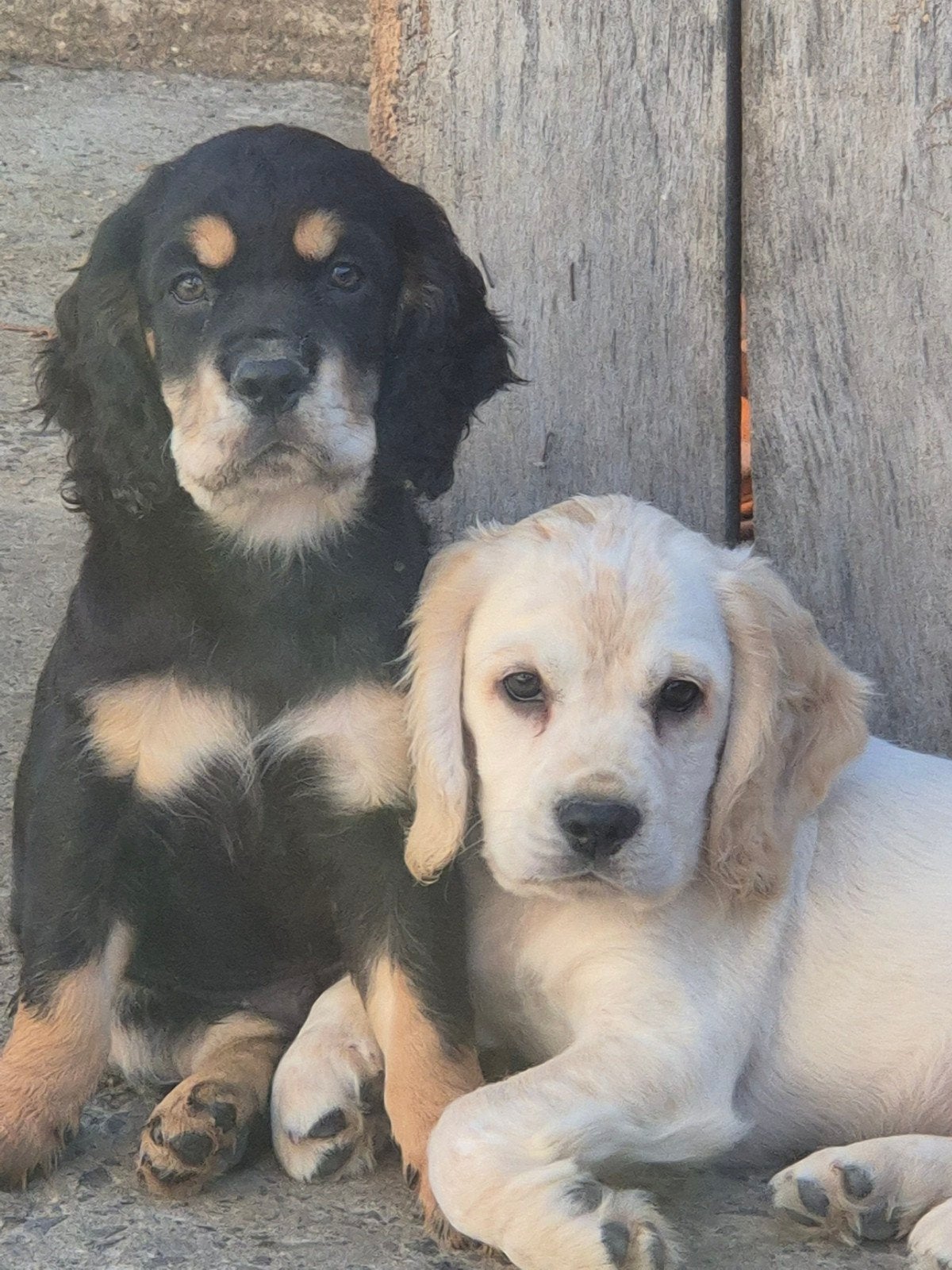 Engelse Cocker Spaniël pups, Dieren en Toebehoren, België, Fokker | Hobbymatig, Reu, CDV (hondenziekte)