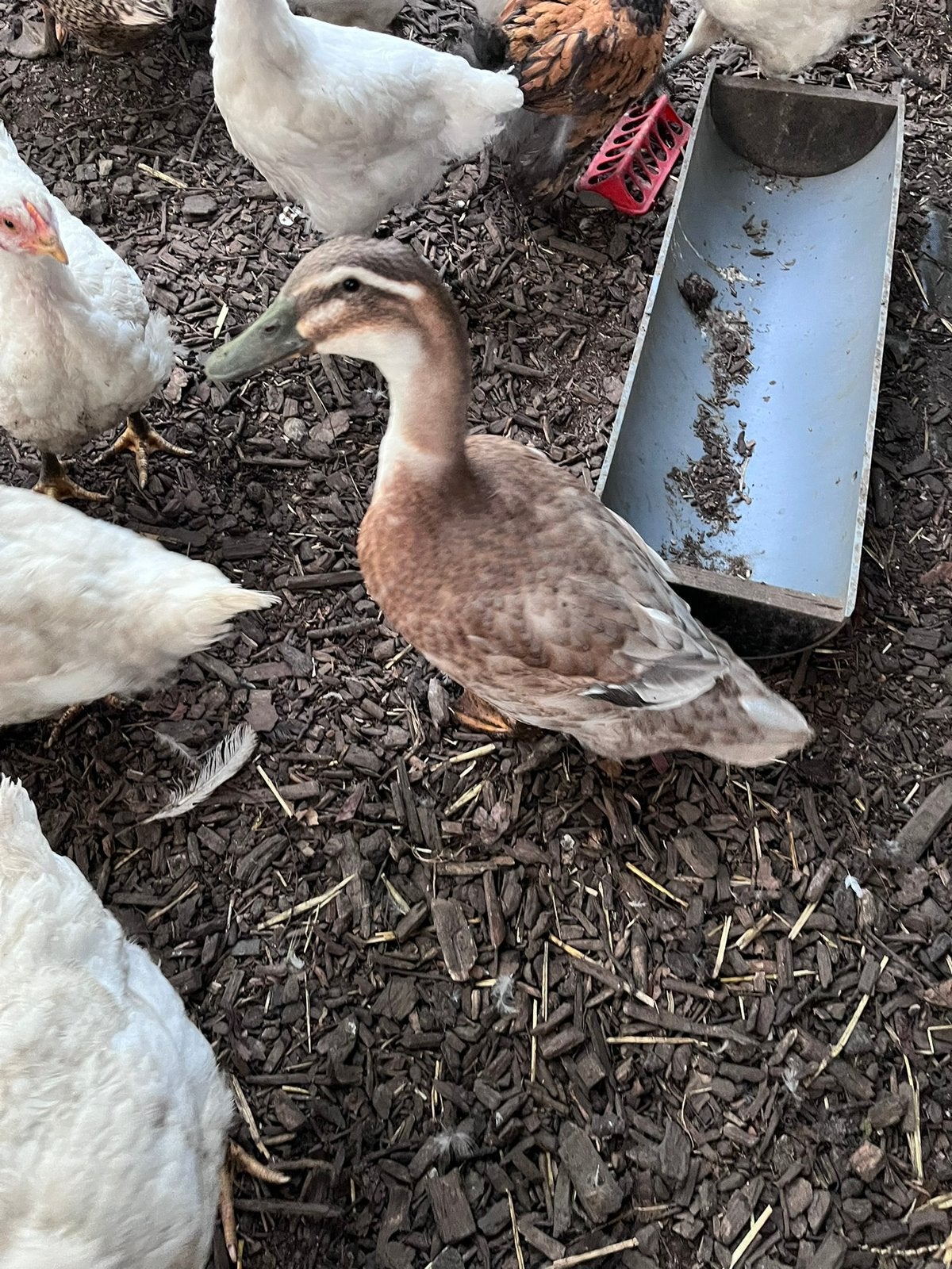 Trio rouen eenden, Dieren en Toebehoren, Pluimvee