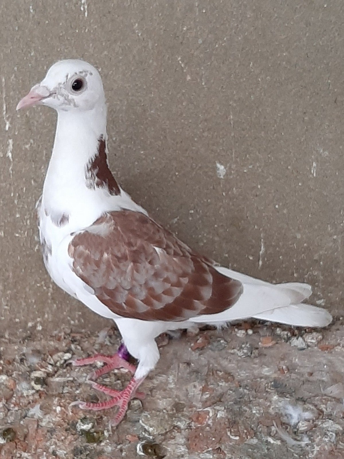 Reisduiven ( kleurpostduiven) mooie bonte, Dieren en Toebehoren, Vogels | Duiven, Meerdere dieren, Postduif