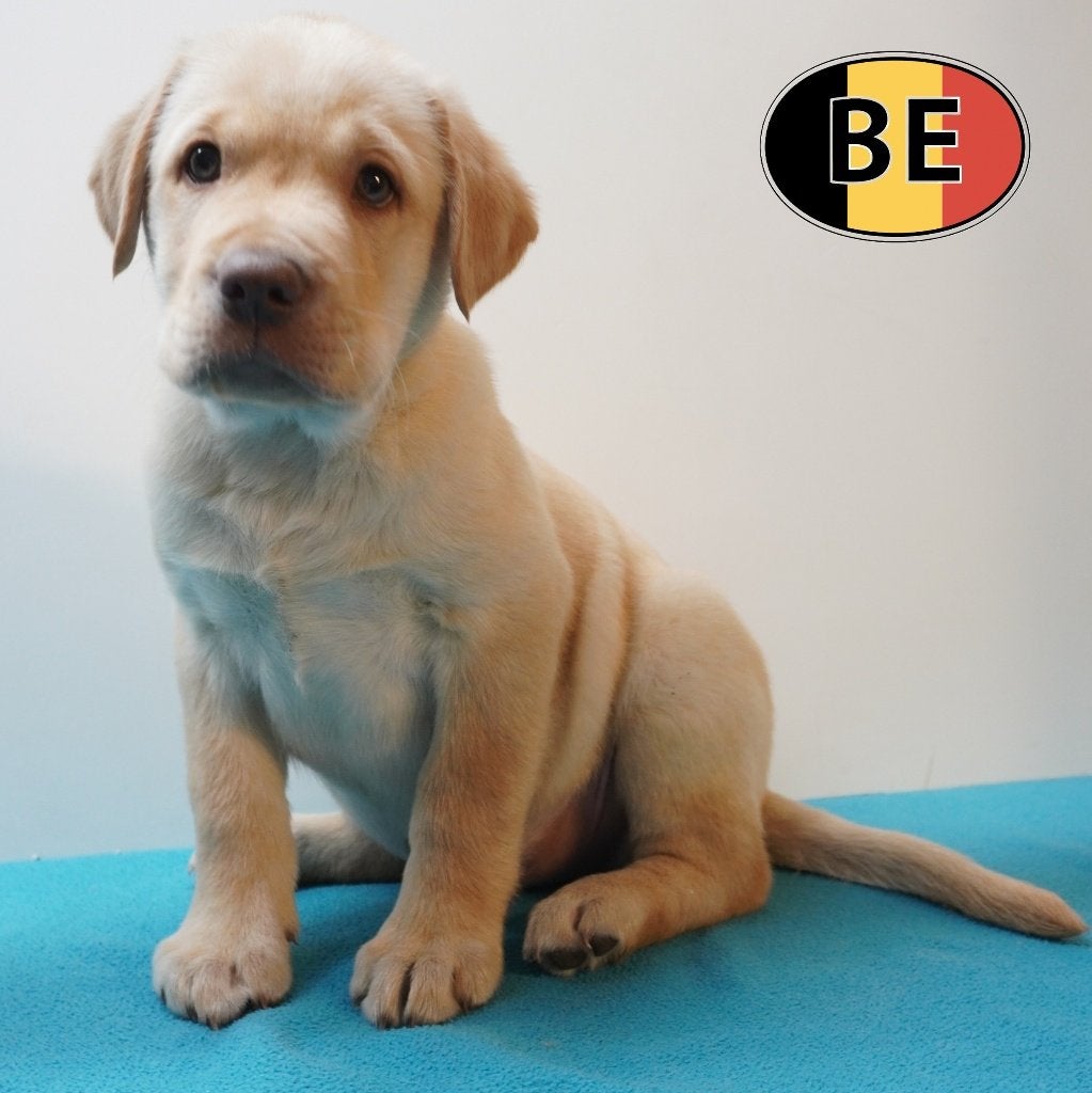 Labrador mâles à vendre — gentillesse et énergie, Commerçant, Chien (mâle), Belgique, 8 à 15 semaines