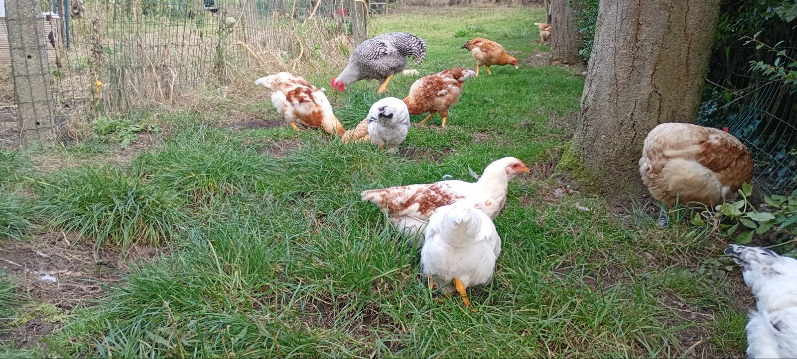 6 jonge hanen, Dieren en Toebehoren, Mannelijk, Kip