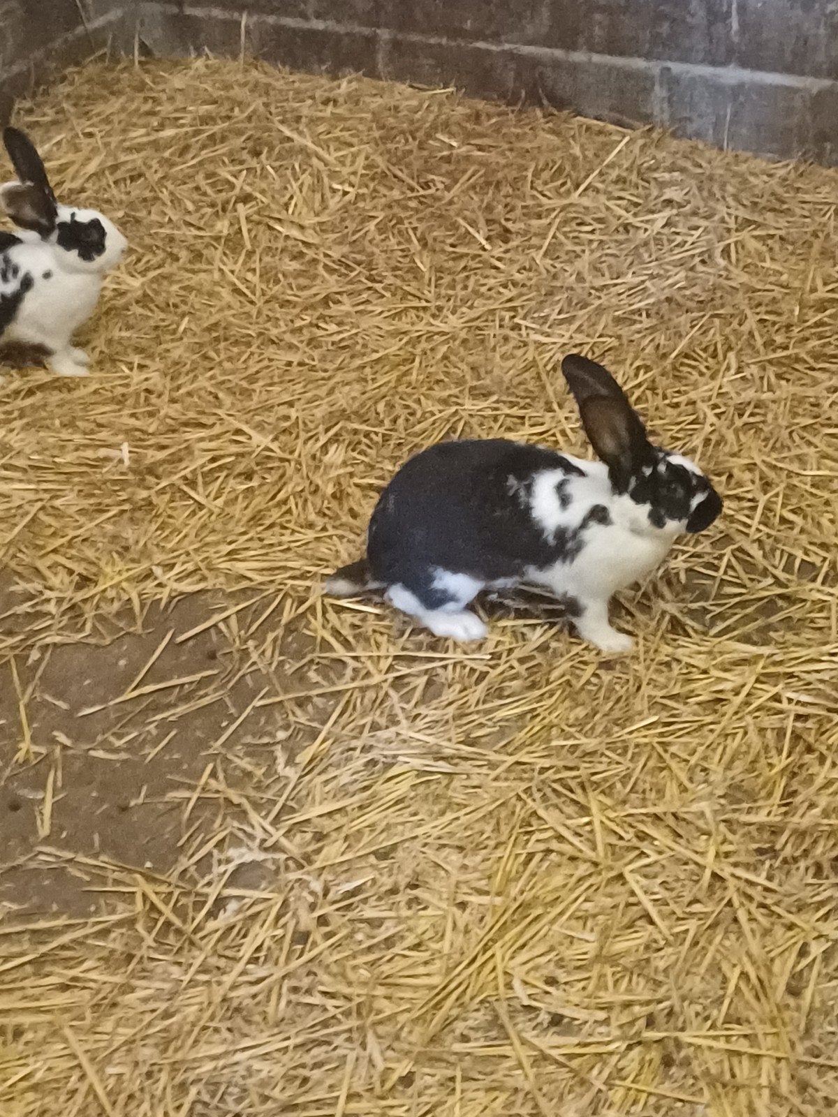 Mooie konijnen, Dieren en Toebehoren