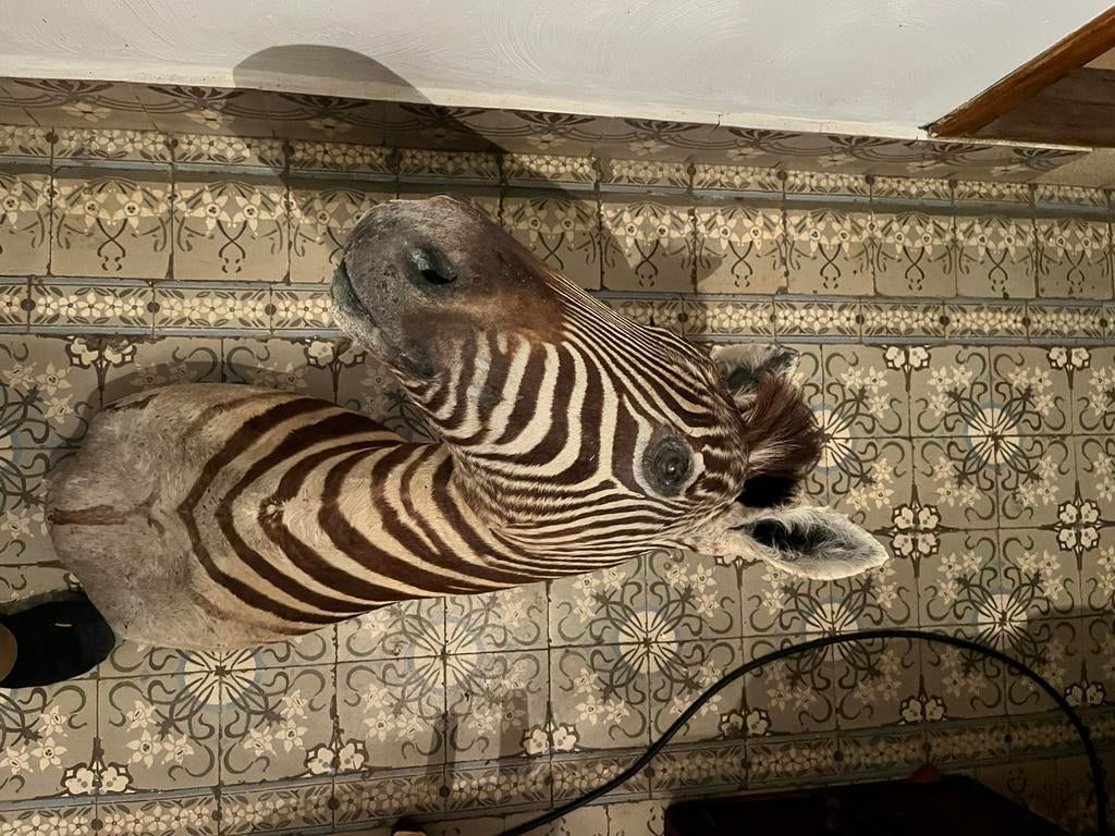 Prachtige opgezette zebra kop, taxidermie. In goede staat, Enlèvement ou Envoi, Utilisé