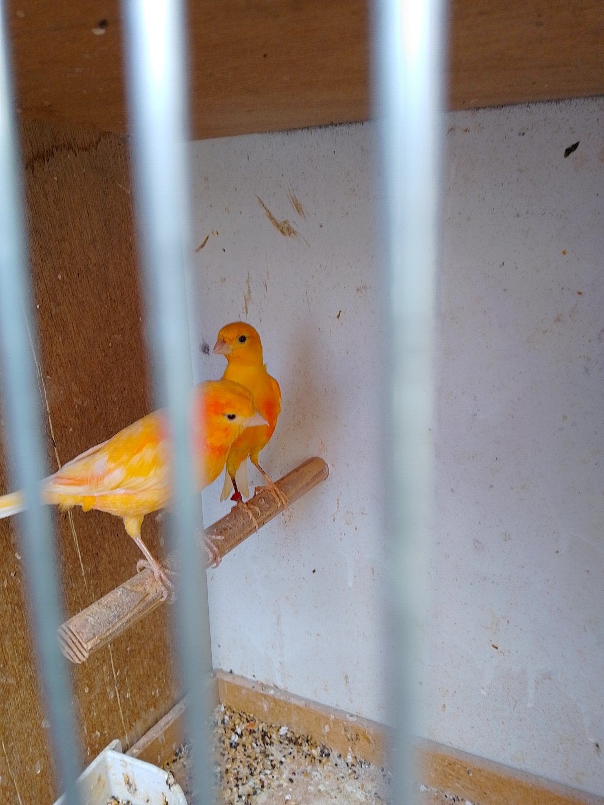 TRÈS BEAUX CANARIS DE COULEUR SIFFLANTE, bagués avec ou sans, Plusieurs animaux, Canari chanteur