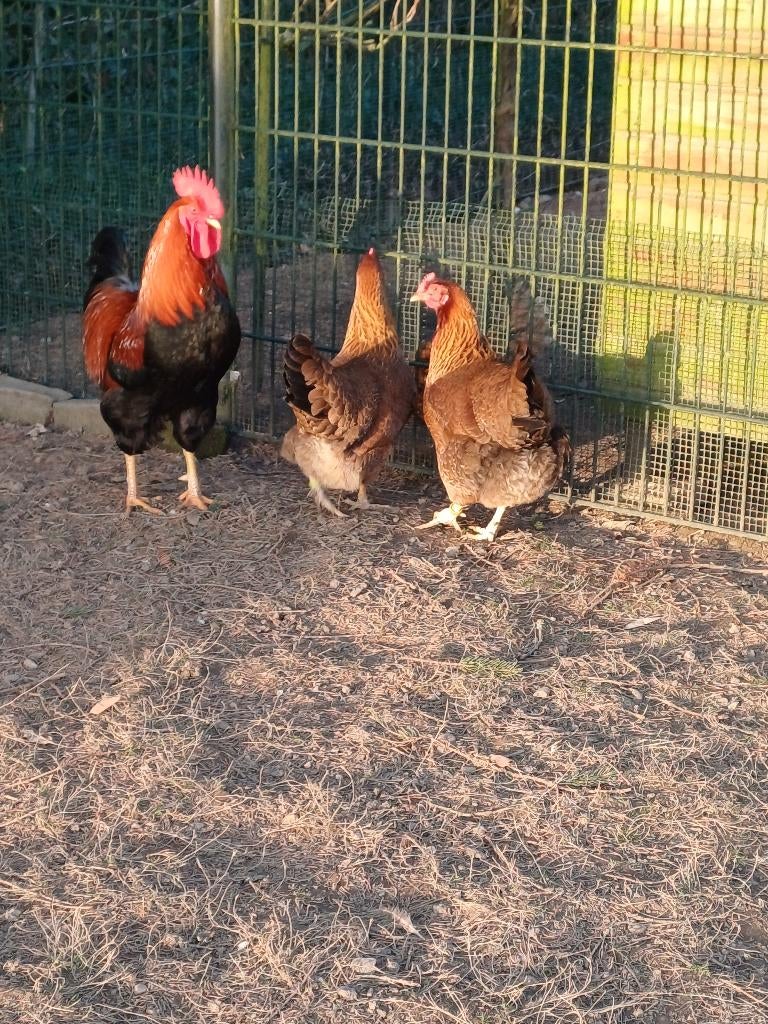 Te welsumer broedeieren groot ras., Dieren en Toebehoren, Pluimvee, Geslacht onbekend, Kip